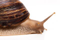 Lissachatina zanzibarica adult